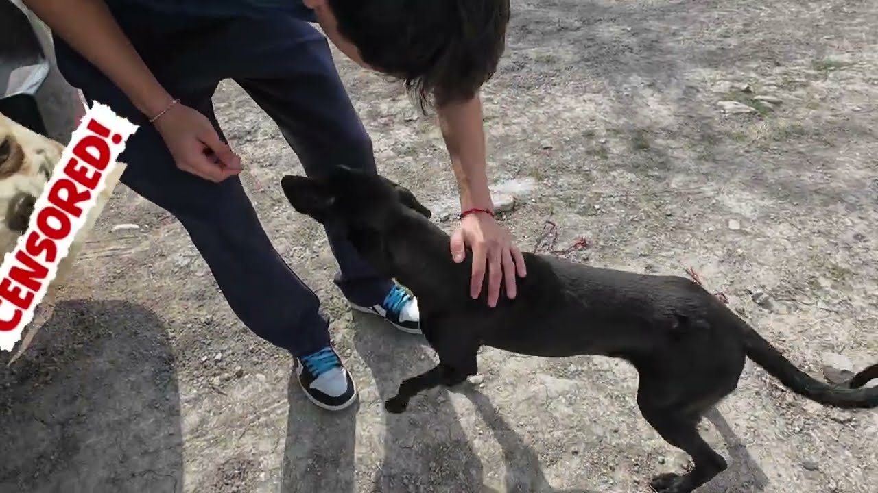 Semana 2 perritos que me encuentro en la calle