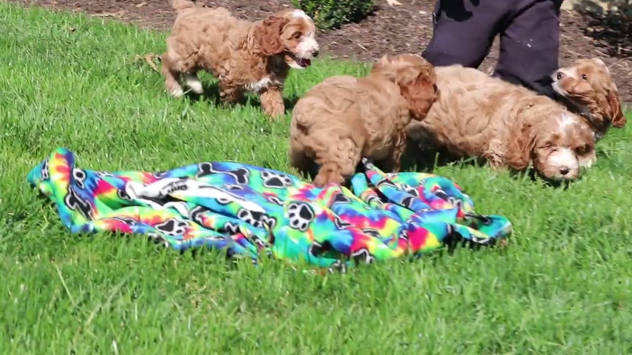 Cockapoo Puppies For Sale