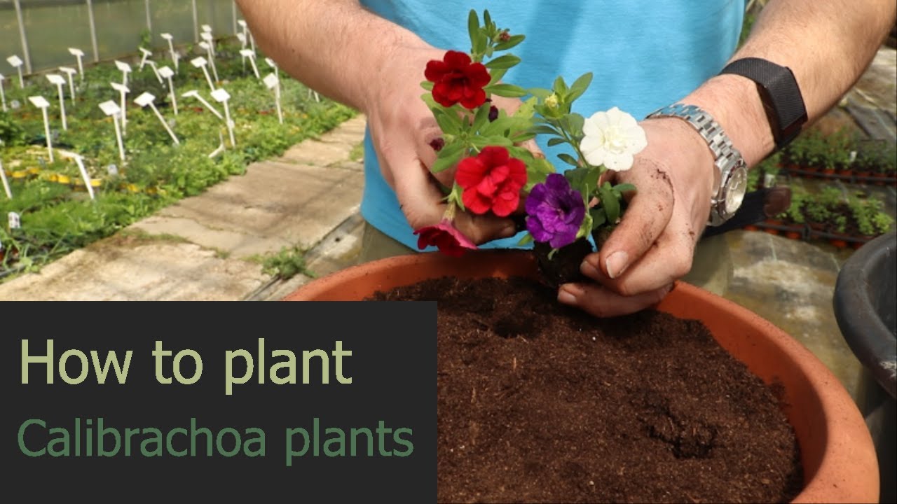 EP163 - How to plant Calibrachoa plants in a container for the summer