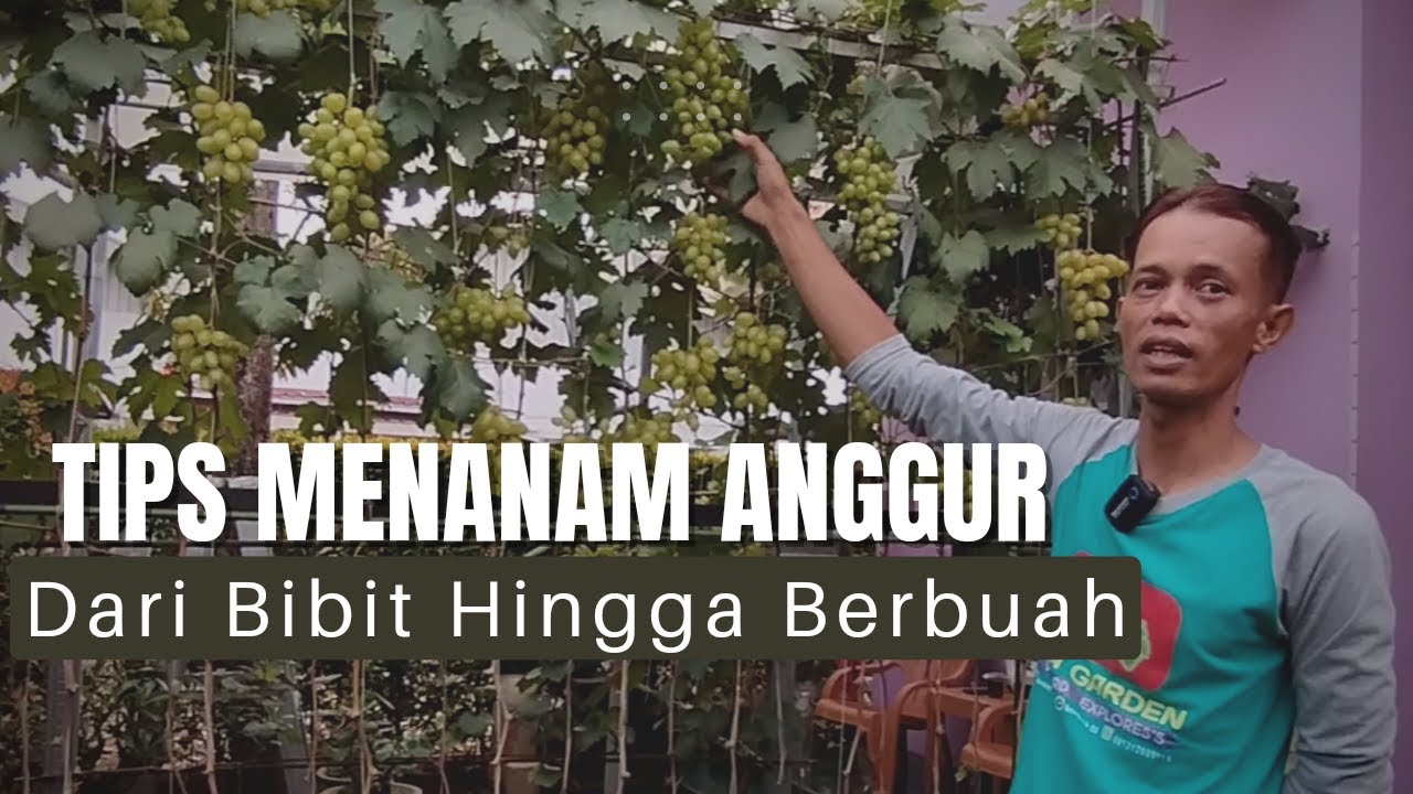 Cara Menanam Anggur Dari Awal Sampai Berbuah. Anggur Transfiguration Berbuah Lebat