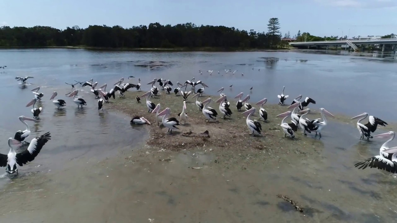 Phantom 4 pro on Tuggerah lakes Australia