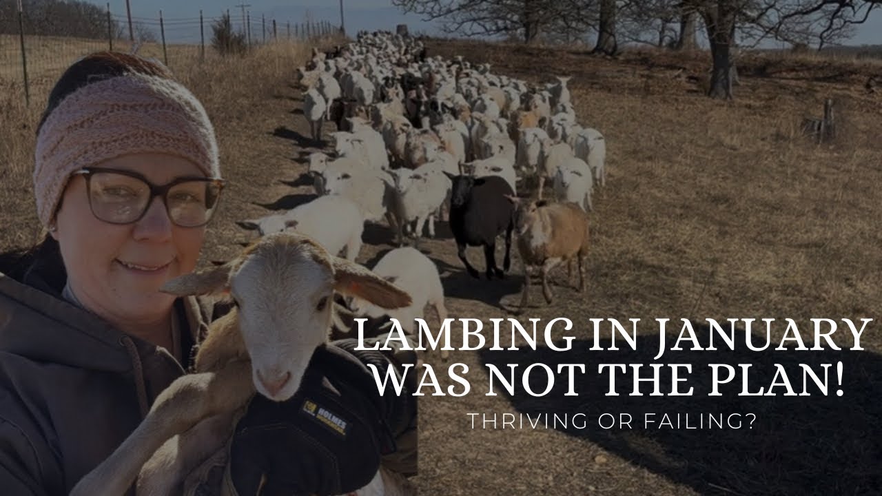 Moving a Large Flock of Sheep with Lambs!