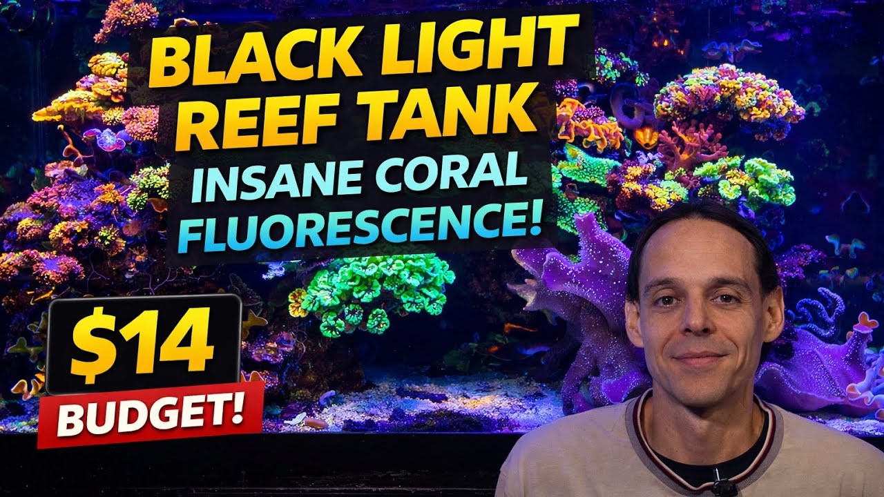 Crazy Coral Glow! $14 DIY Blacklight Hack for Your Reef Tank
