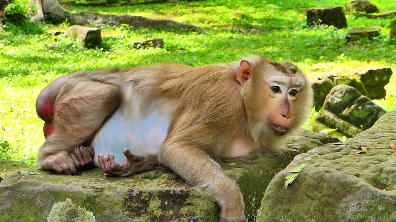 Update News..!! Monkey Ashley was rescued by NGO health care Animal cuz she was difficult give birth