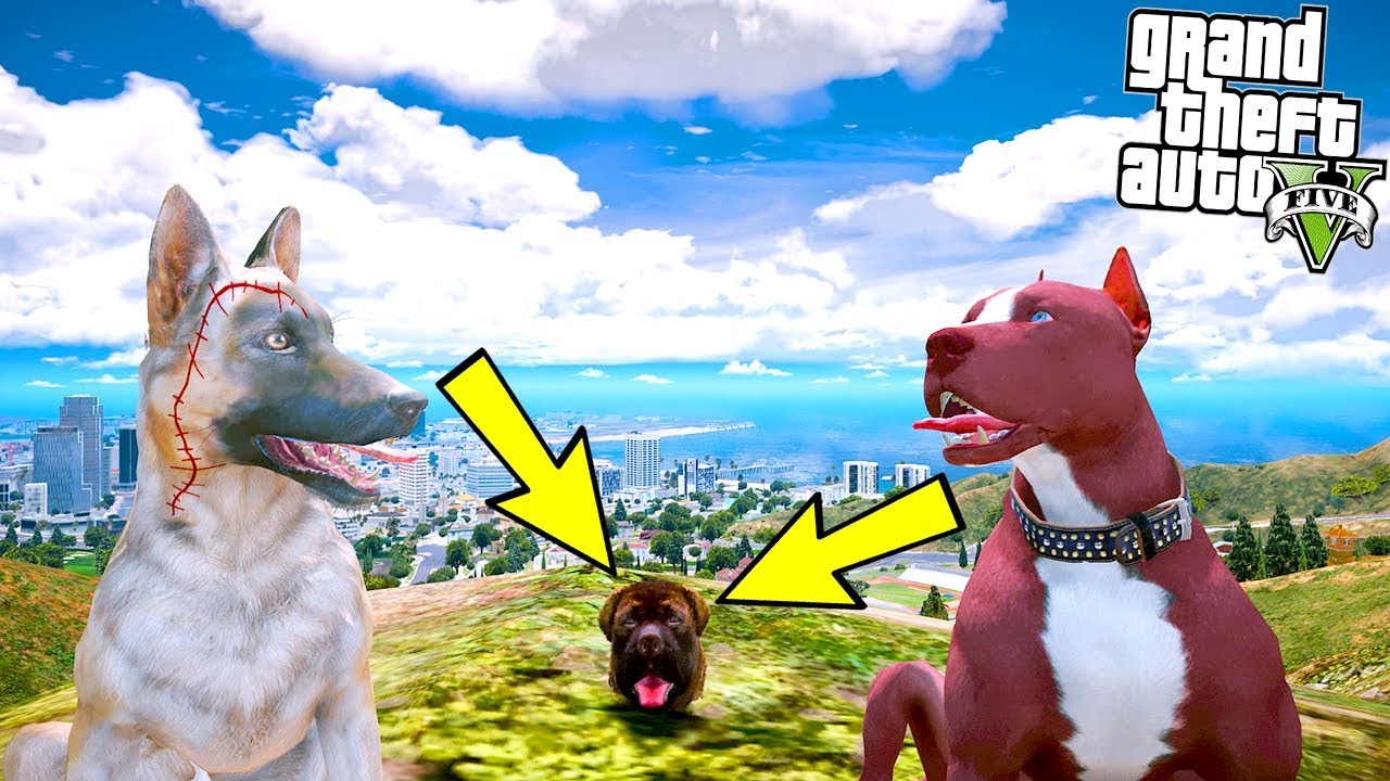 YAVRU KANGAL VE CANAVAR PİTBULL MONSTER ROTTWEILER'I DÖVÜYOR! - GTA 5