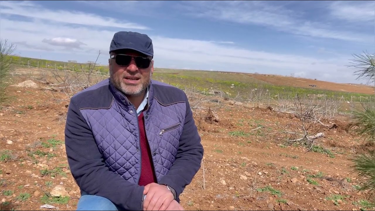 Şanlıurfa’da ekilen ceviz bahçesi, bölgenin sıcak iklimine uyum sağlayamadığı için söküldü. 