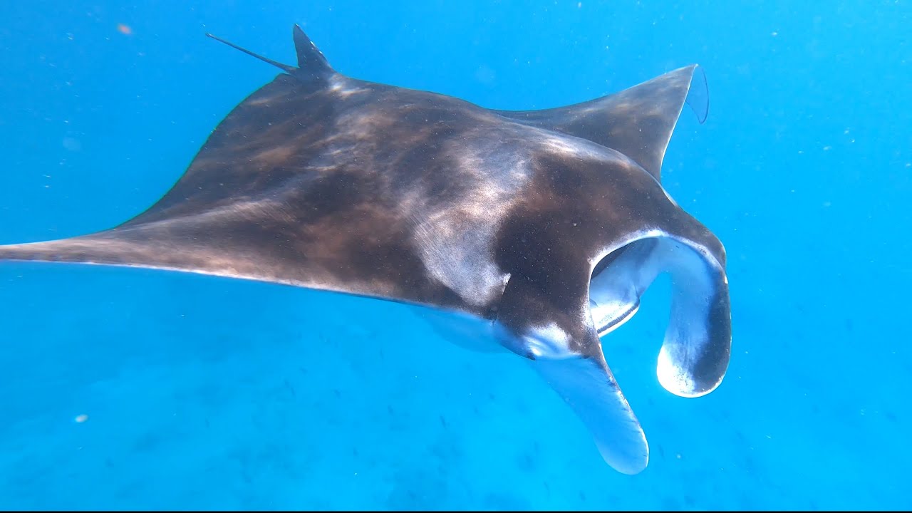 Makunudu Island Giant Manta Ray feb  2025