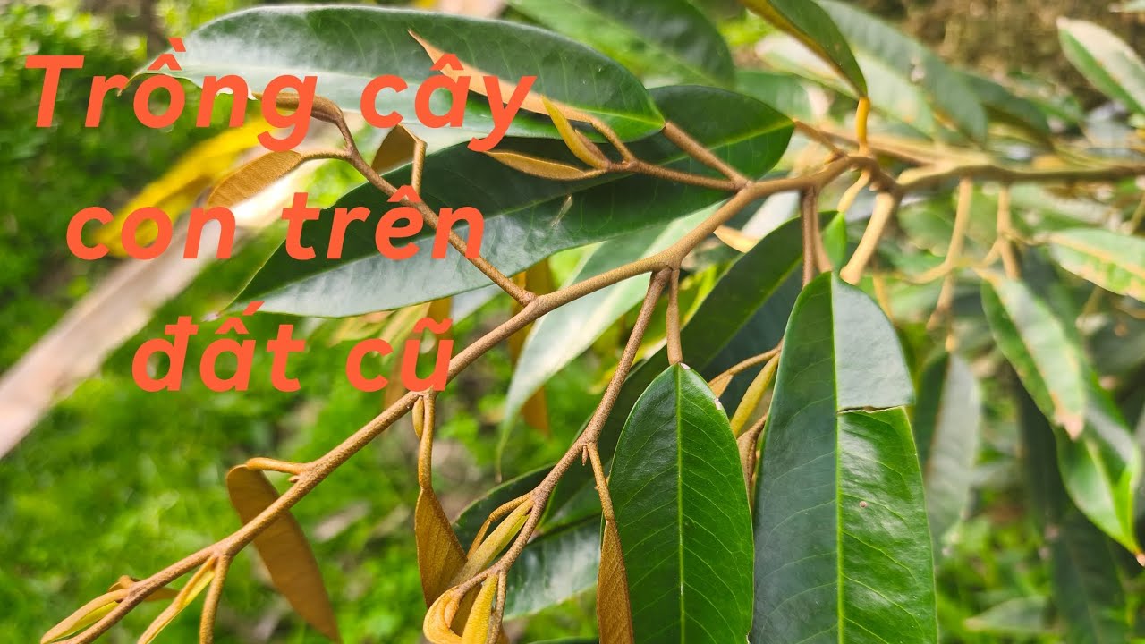 #189 Trồng xen cây con vẫn an toàn 