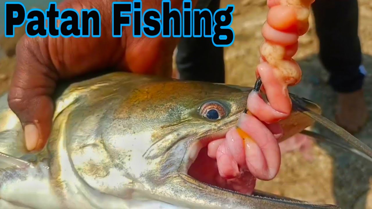 Big Fish Catching | Fish Hunter Anwar | Amazing Patan Fishing | Fishing with Chicken