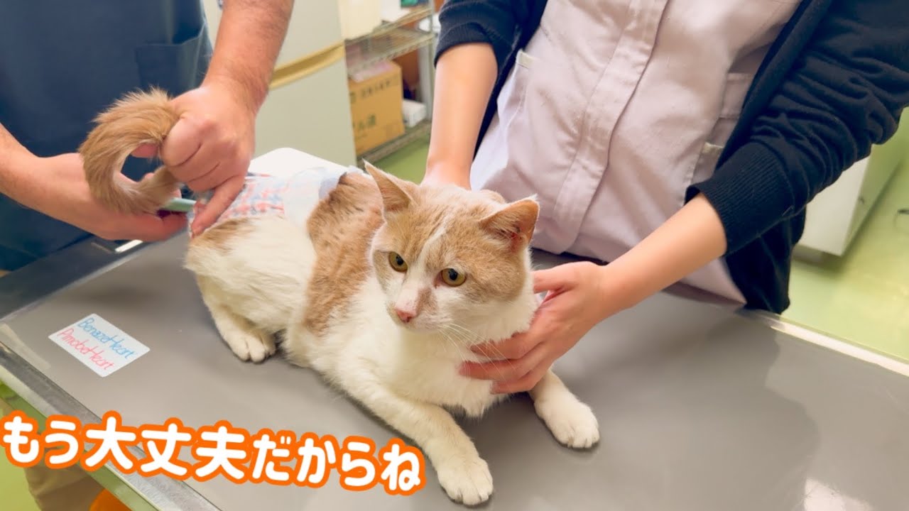壮絶な過去を経験した猫。暖かい家にお迎えしました。