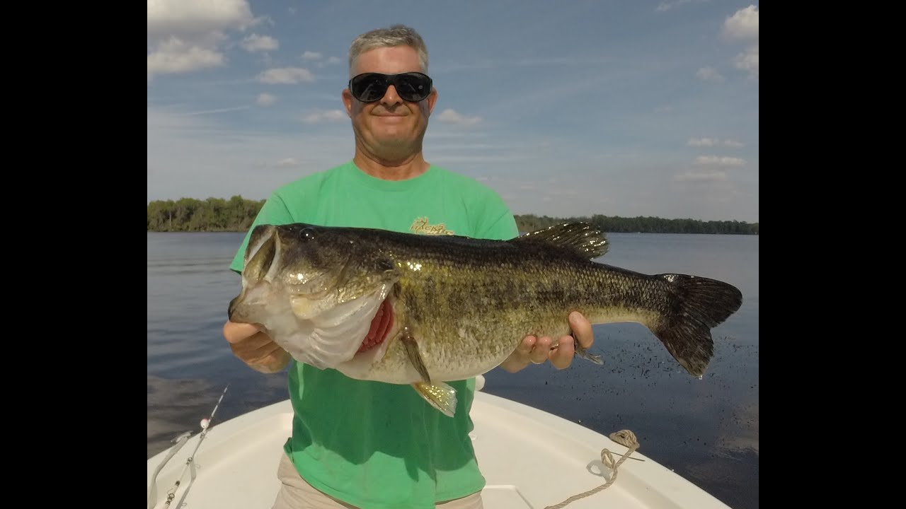 Shiner Fishing for Big Bass on the St. Johns River