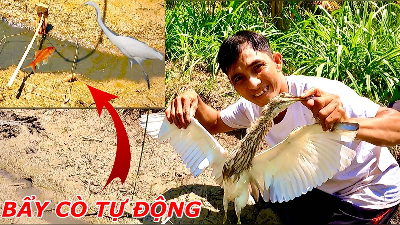 Chế Tạo Bẩy Cò Tự Động Để Bẩy Cò Bất Ngờ Dính Được Cò Trắng Cách Làm Bẩy Cò Tự Động
