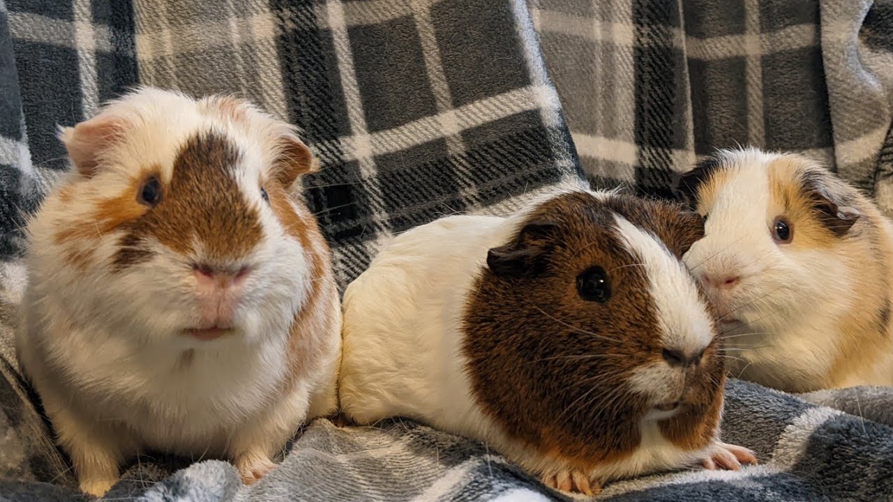 Chip, Peanut and Tiny