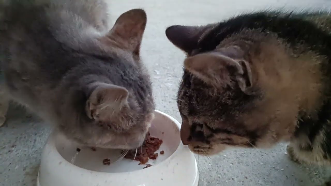 ガツガツお食事タイム。キジトラくん灰サビくん。