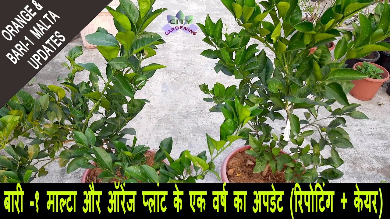 How to grow BARI-1 Malta & Orange in pots with one year updates and care instructions