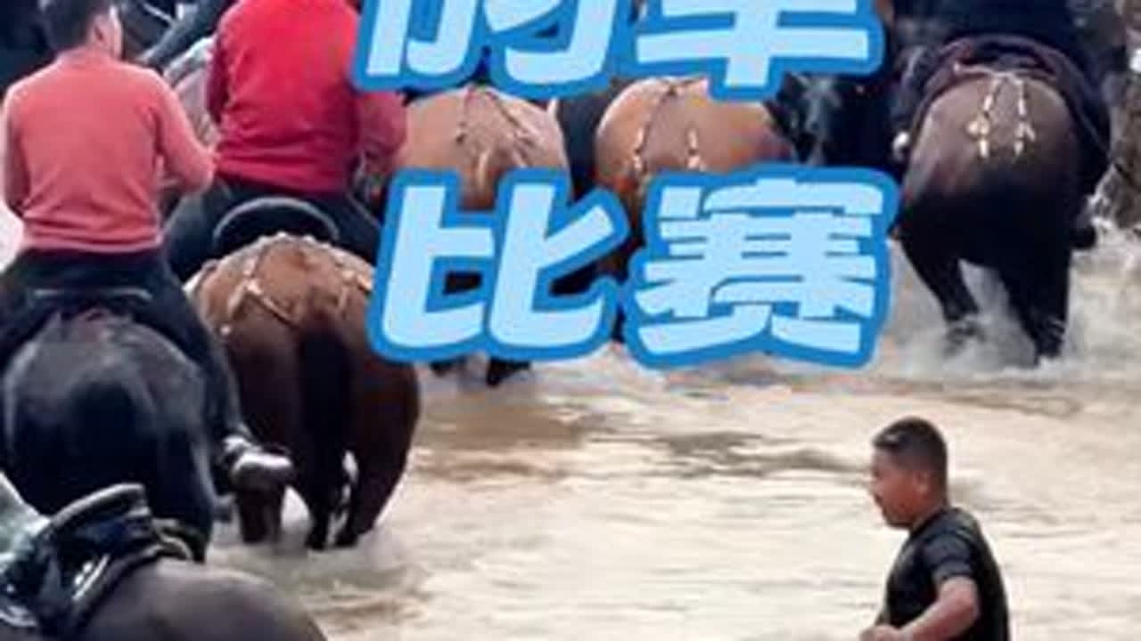 谢谢大家 #马 #叼羊比赛#叼羊马#不会骑马的骑手 #伊犁马