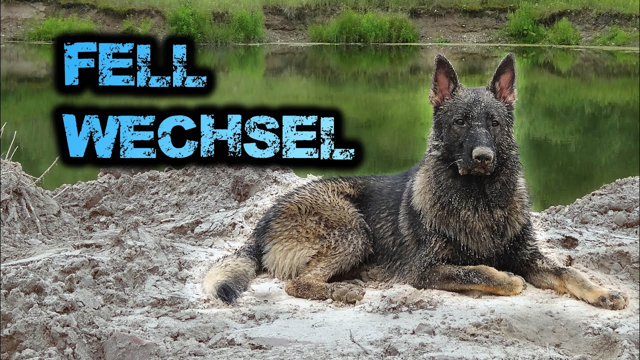 FELLWECHSEL | so viel FELL verliert ein Deutscher Sch&auml;ferhund | Fellpflege und B&uuml;rsten
