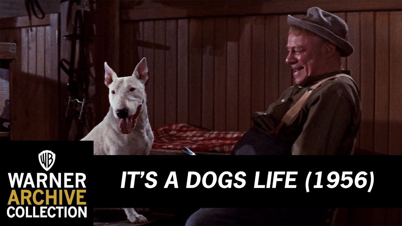 From Fighter To Showdog | It’s A Dogs Life | Warner Archive