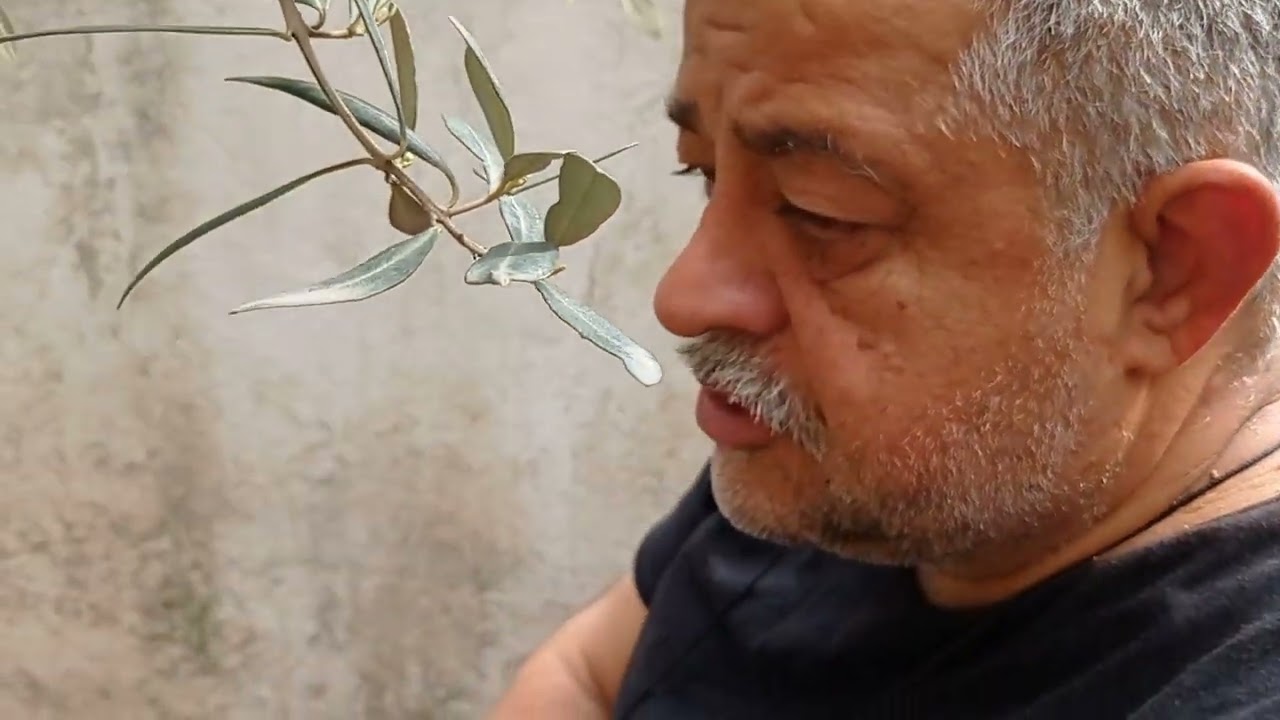 Zeytin aşısı, göz aşısı, kabuk aşısı, kolay aşı