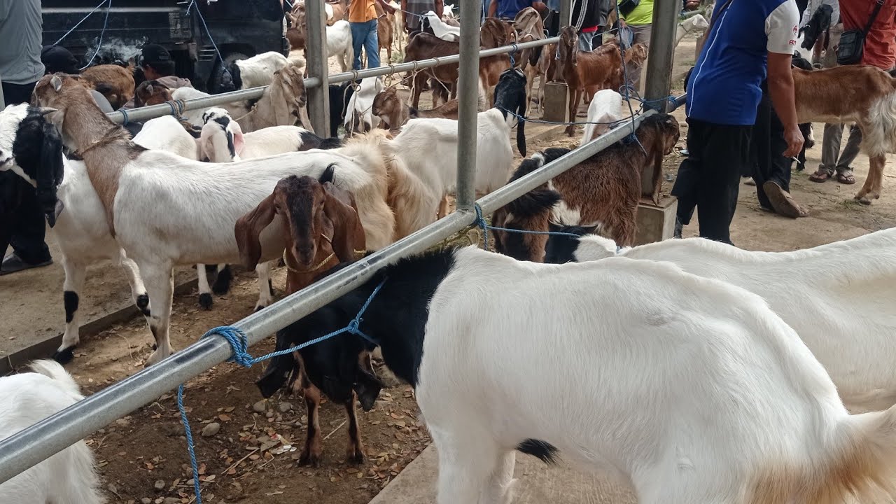 🔴Delok Kandang sedang live! Kambing Jawa Randu Super Semua