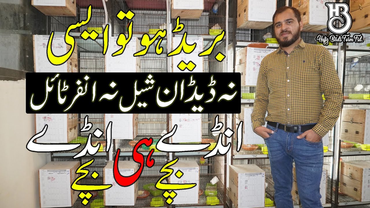 بریڈہو تو ایسی | بچے ہی بچے | اور انڈے ہی انڈے #HBFarm #lovebirds #breeding