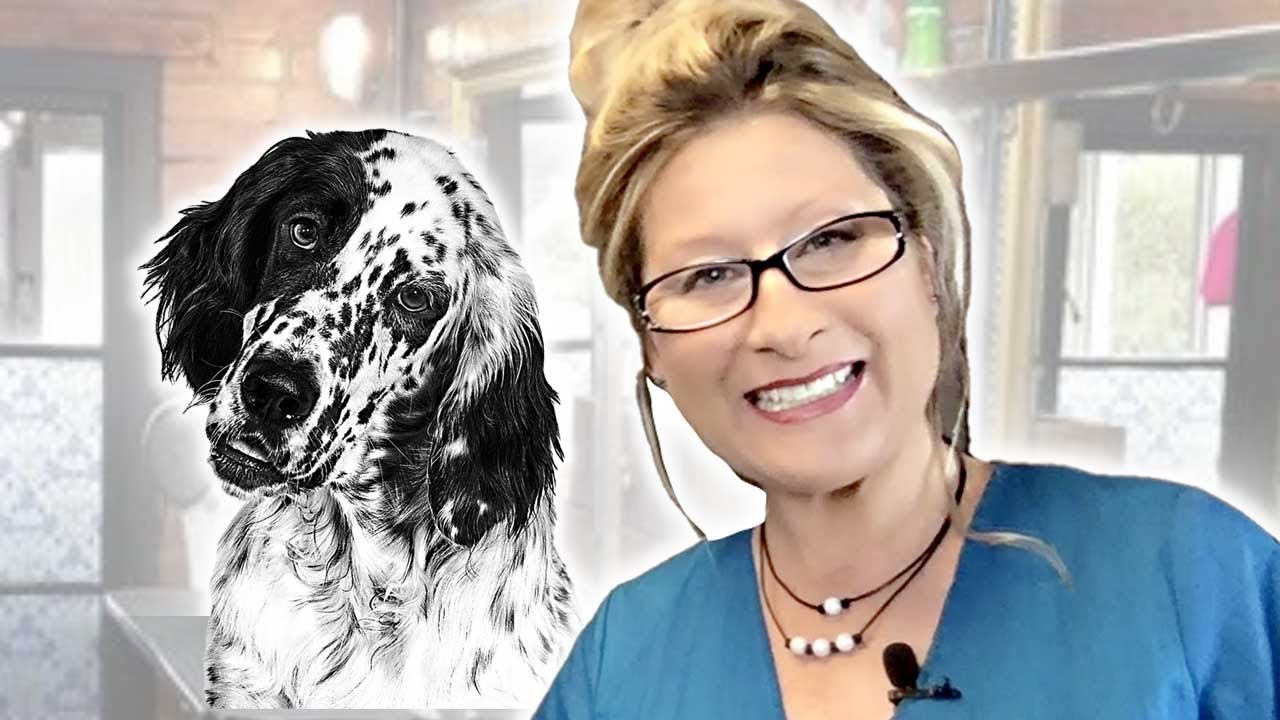 How to TRIM your SPORTING DOG like a Professional