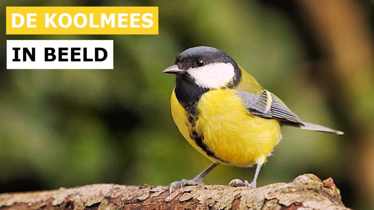 Fascinating Facts About the Great Tit Bird