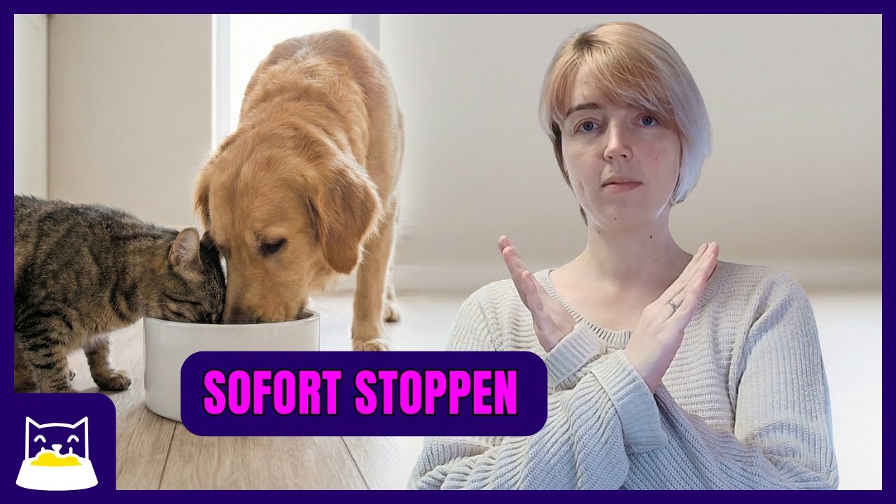 Warum Hundefutter für Katzen gefährlich ist (und umgekehrt) Die Unterschiede, die viele nicht kennen
