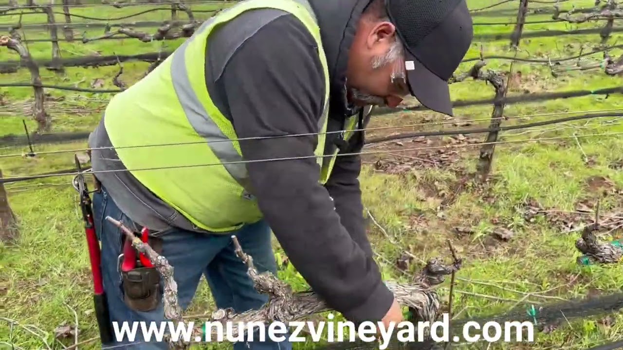 Coombsville cord&oacute;n trained spur pruned vineyard.