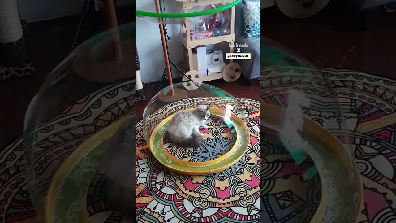 Cat stuck in a giant bubble #cat