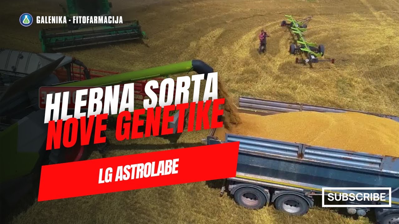 Hlebna sorta odobrena od asocijacije francuskih mlinara 🥖