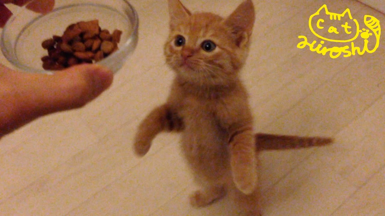 茶トラ子猫「ひろし」餌は僕のニャッ！守るニャッ！ Funny cat video: Don''t disturb during lunch