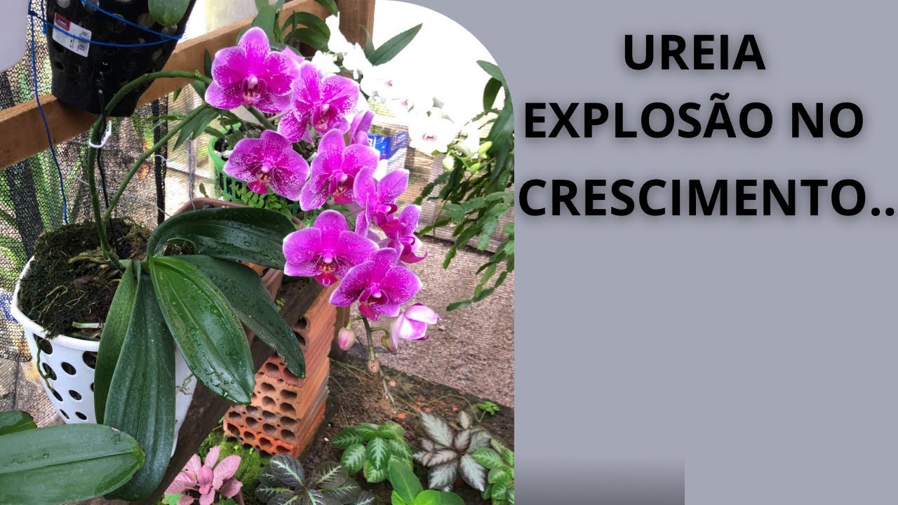 Tirando dúvidas sobre o uso da ureia nas orquídeas.