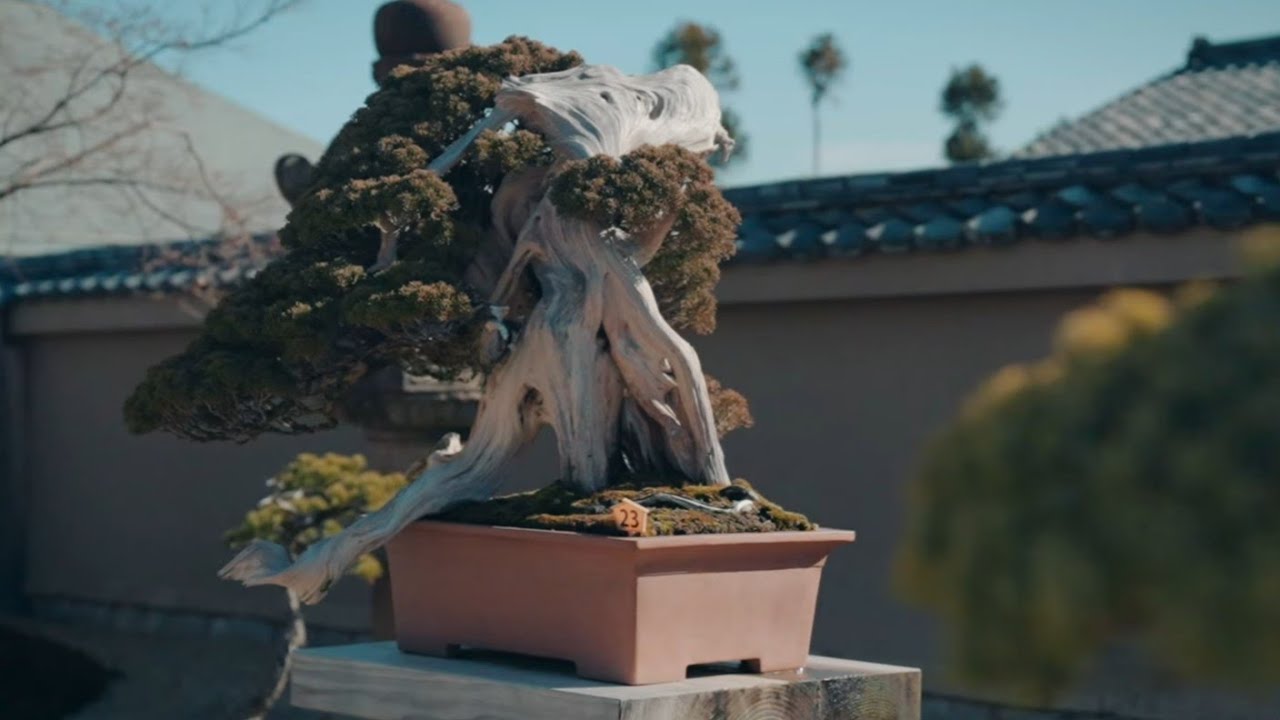 Back in Japan! | Hoshun-in Bonsai Collection | 芳春院の盆栽コレクション