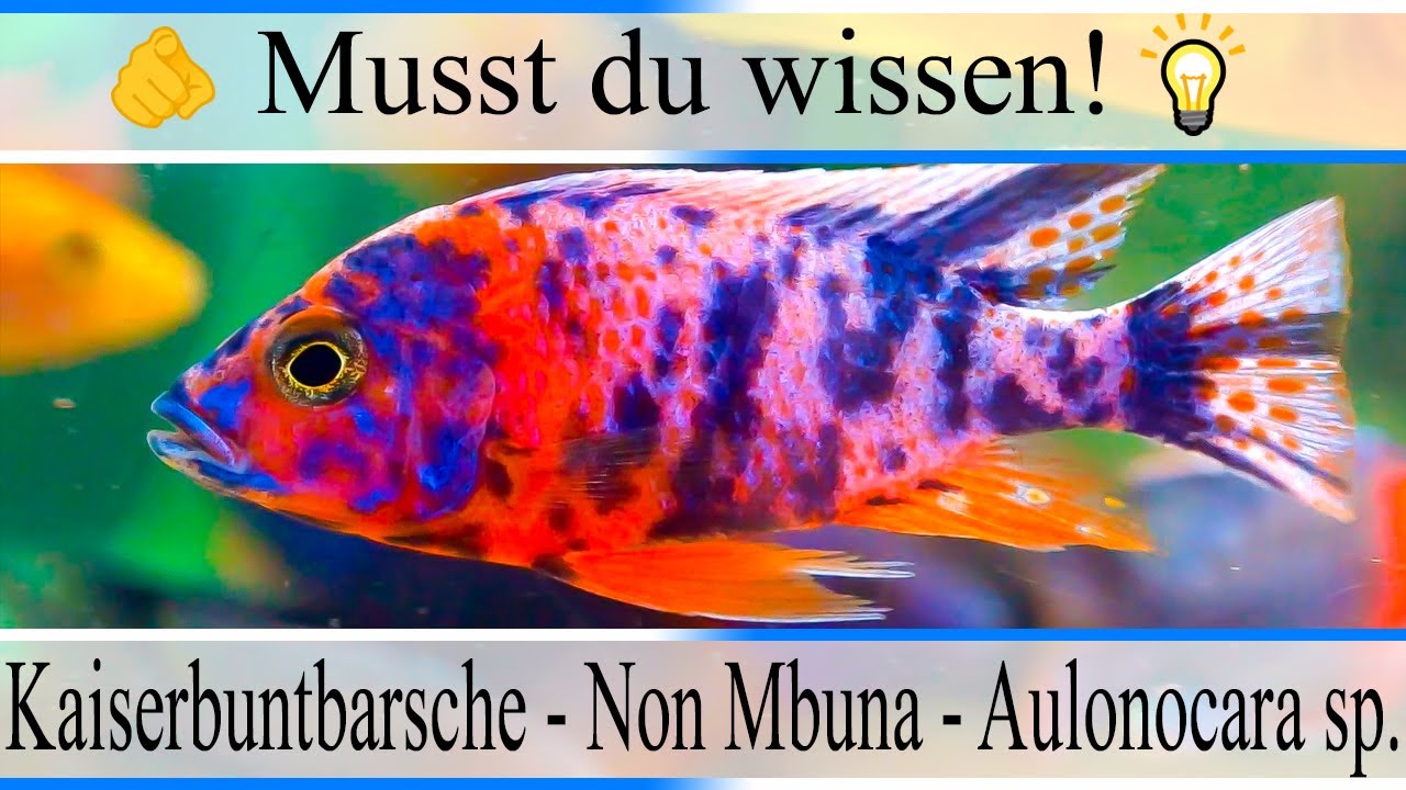 Haltungsbedingungen und Infos zu Kaiserbuntbarsch - Non Mbuna - Aulonocara sp. | #Aquarium
