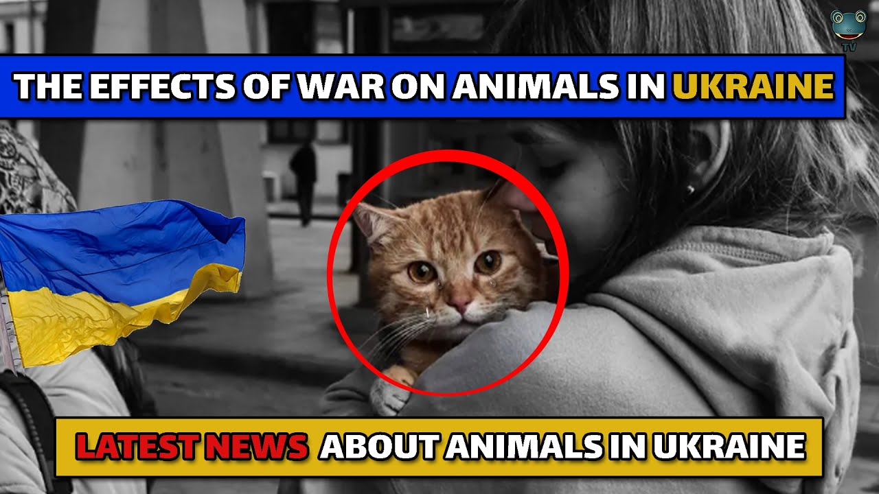 Poor animals waiting for help in Ukraine,Latest news from the animals affected by the war in Ukraine