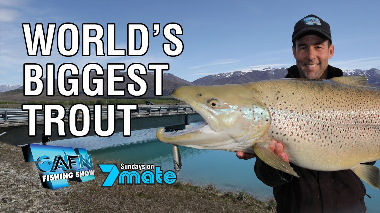 World's biggest trout caught on camera?