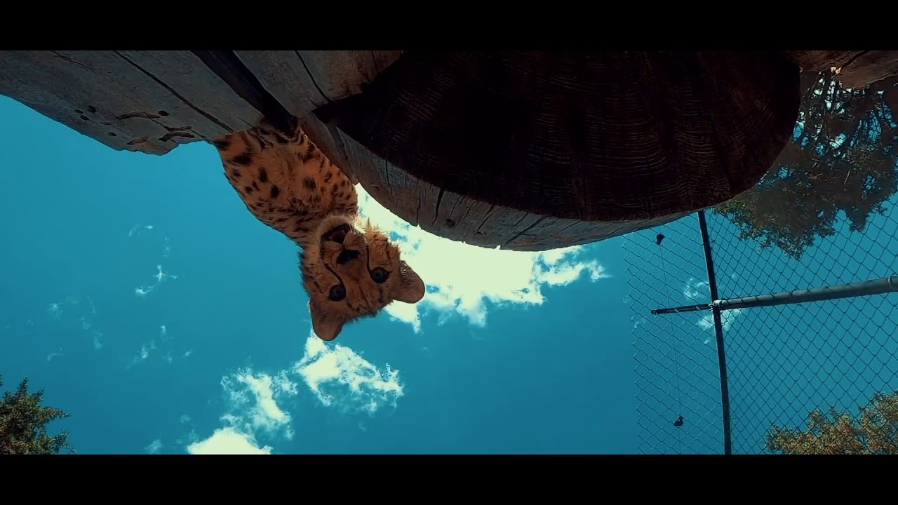 Animal Ark's Cheetah Program