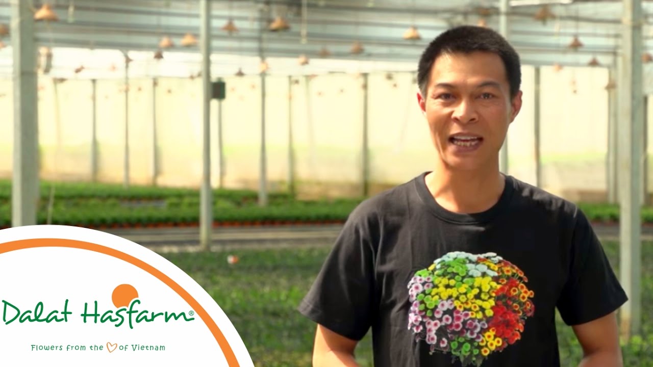 [Flowers TV] Sắc màu Sống Đời Dalat Hasfarm