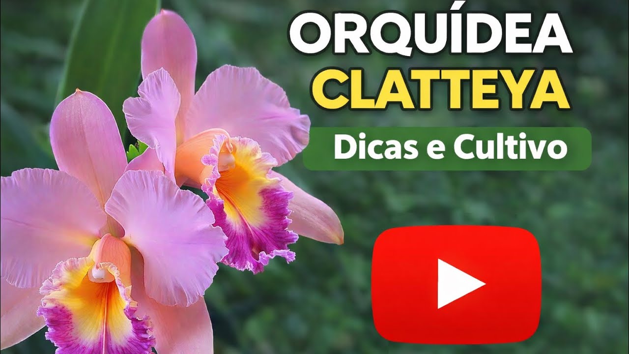 Orquídea cattleya passo a passo: luz, rega e floração. #orquideas #cattleyaorchids #plantas 