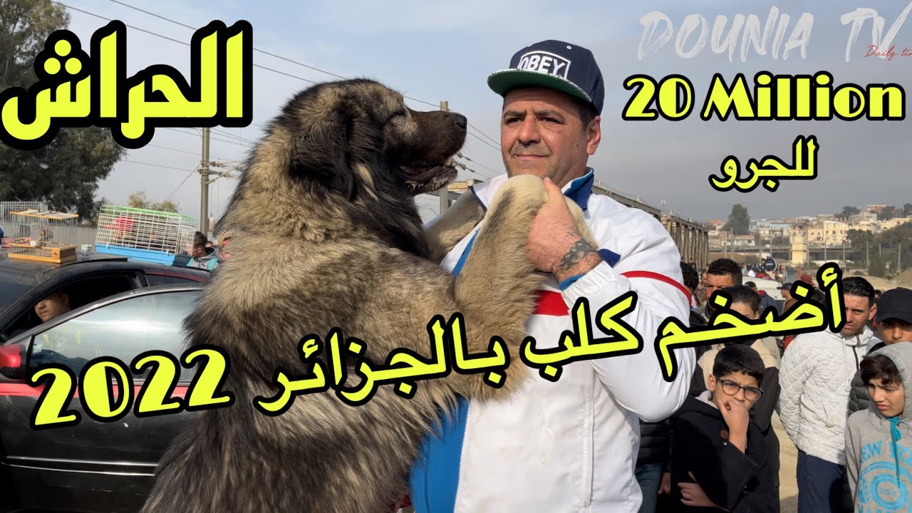 سوق الحراش للكلاب 2022 / كلب القوقازي الدب الأضخم يجذب الأنظار 🐕🐕