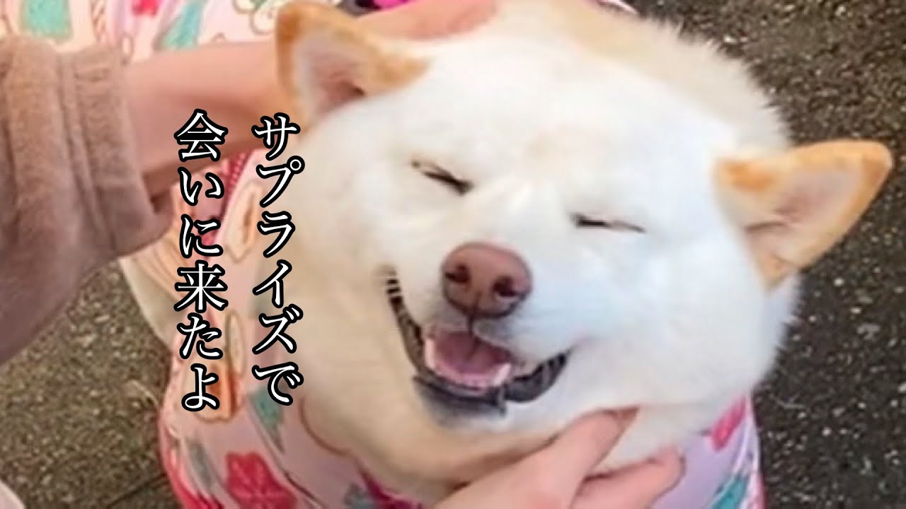 お兄ちゃんのお家へ突撃訪問！サプライズで大好きなお姉ちゃんと再会し喜びが溢れる柴犬