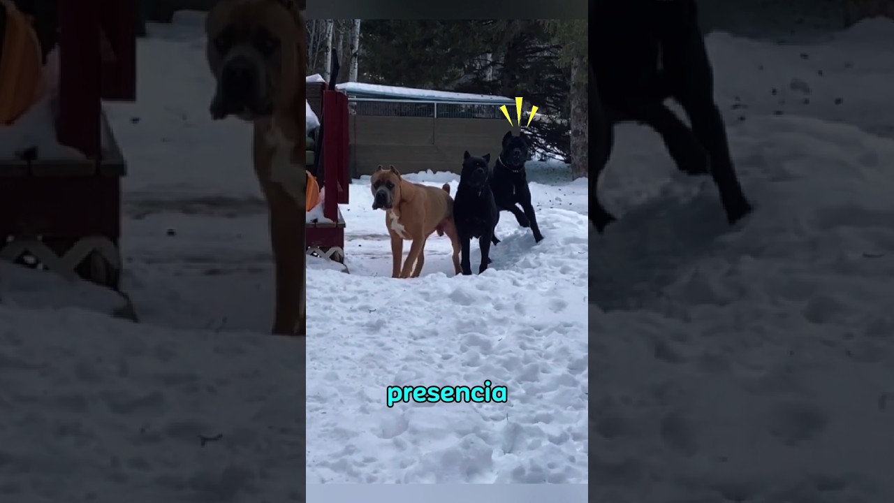 Estos Cane corso usan estrategias para enfrentar a un intruso  #canecorso #perros