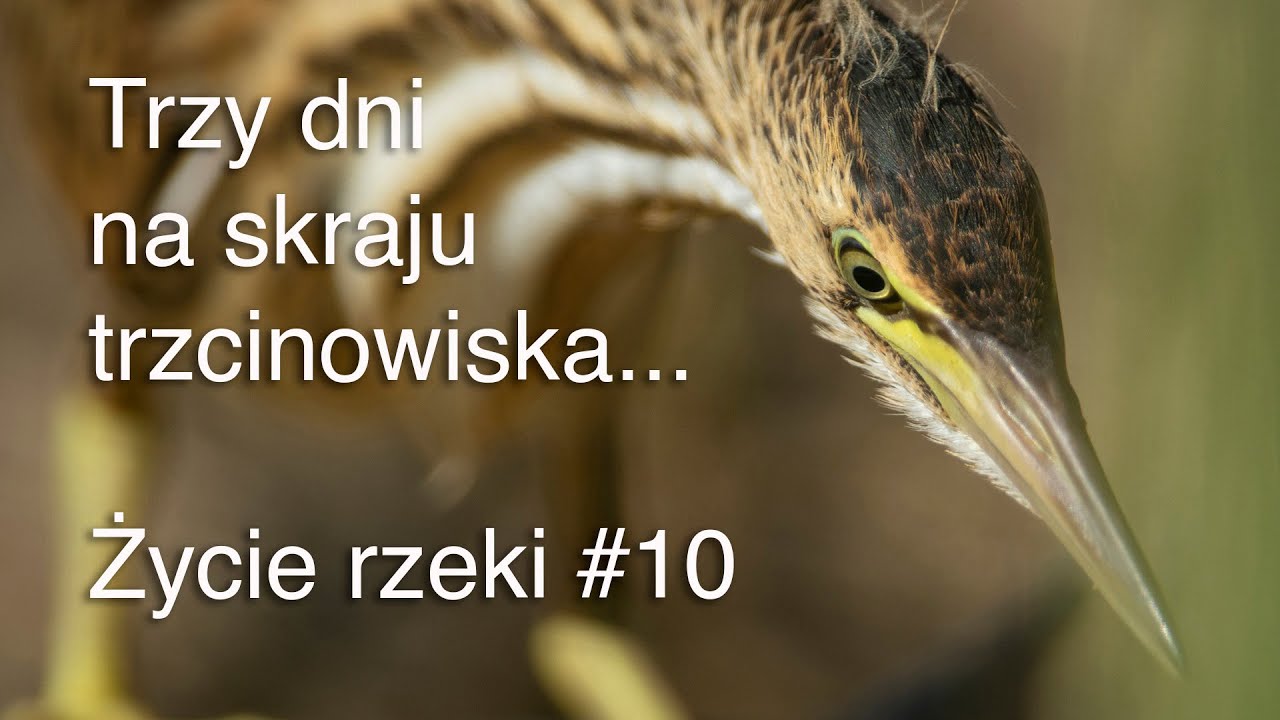 Trzy dni na skraju trzcinowiska. Życie rzeki #10. Wąsatki, bączek... Z życia fotografów przyrody.