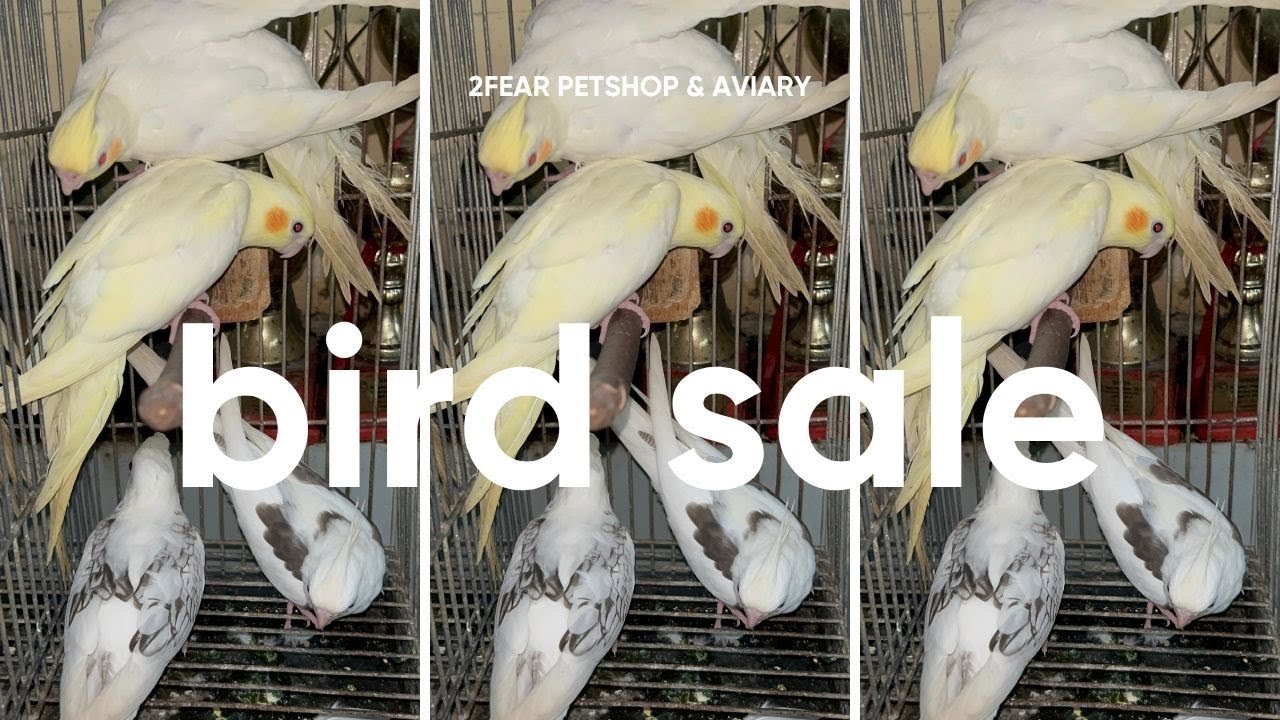 EP 68: BIRD SALE | 2 FEAR PETSHOP & AVIARY