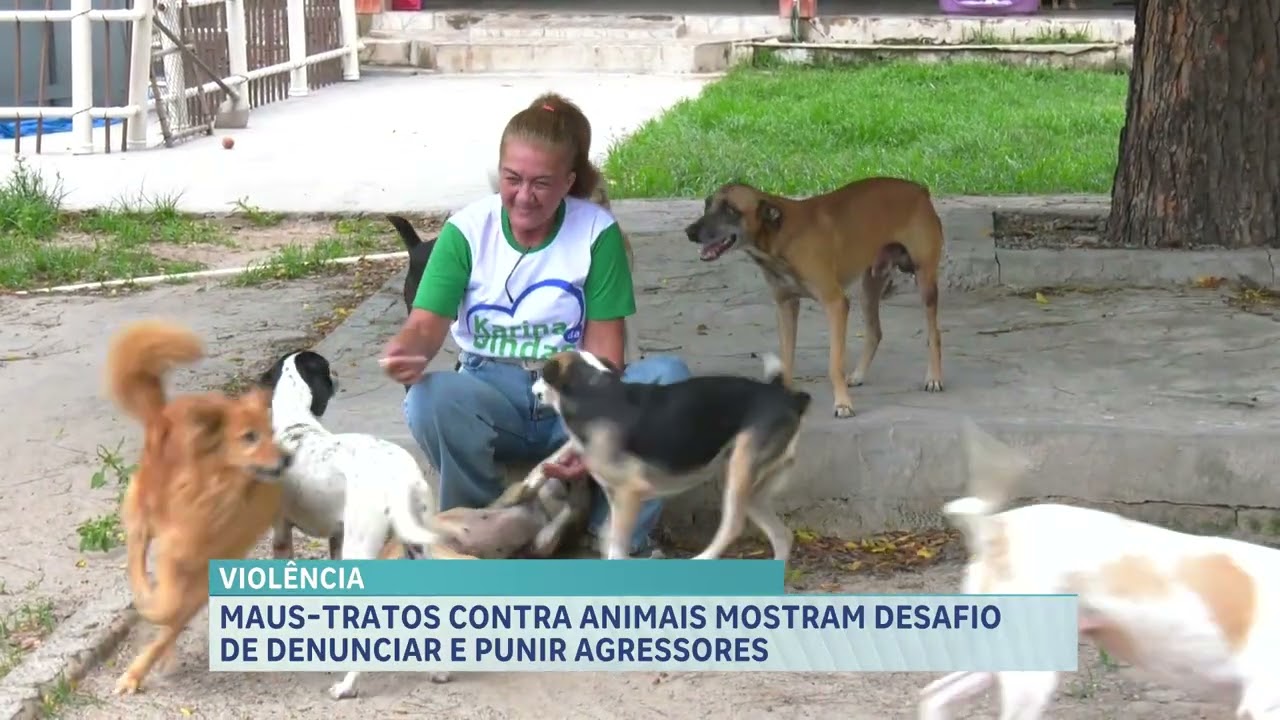 Maus-tratos contra animais: 115 ocorrências são registradas no Maranhão em 2025