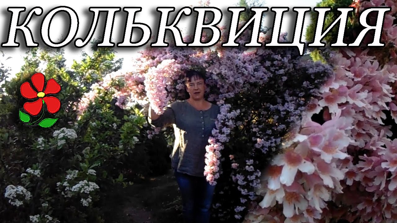 Кольквиция прелестная - восхитительный куст в вашем саду!