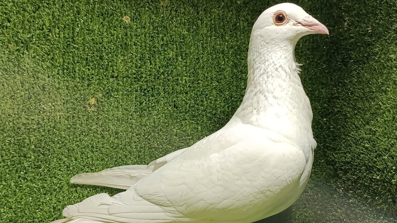 BIAŁY LOTNIK❗🪽🪽 Ma tipesa i nr tel dzwonimy...⁉️Kolory też lecą🐦🐦‍⬛