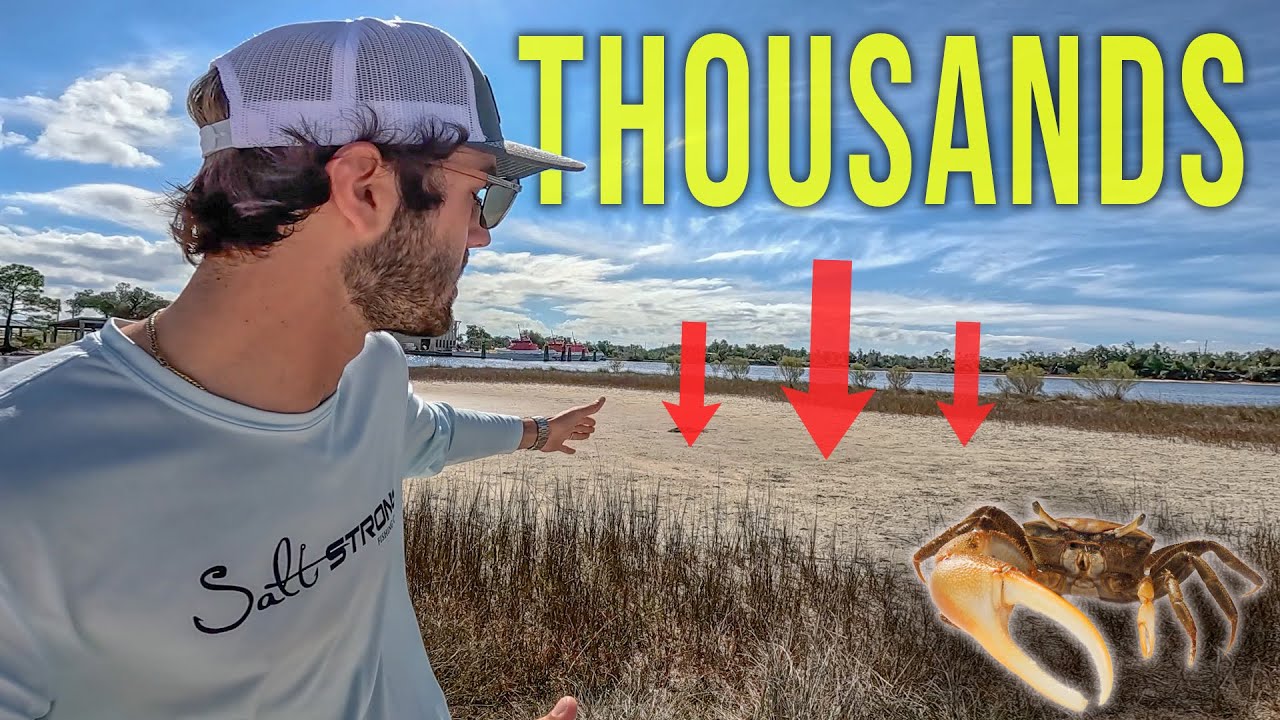 Keep Fiddler Crabs Alive for WEEKS With This Easy Setup! (Crabitat)