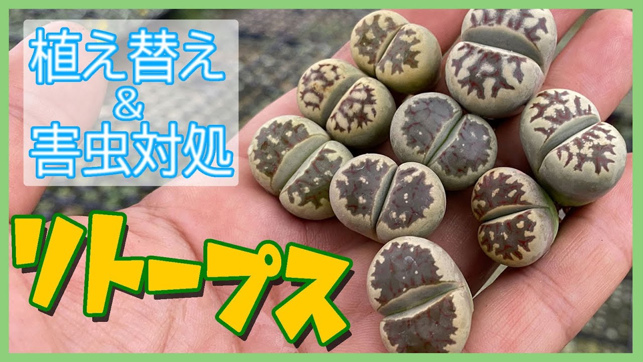 大量リトープス植え替え。害虫対処の方法